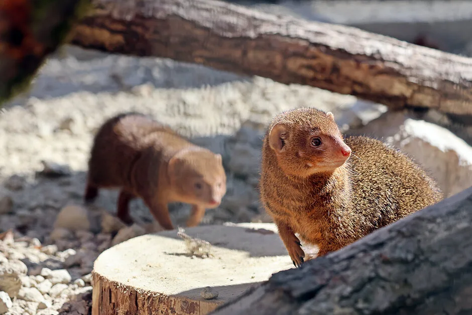 Mangusteczki karłowate zasiedliły gdańskie zoo