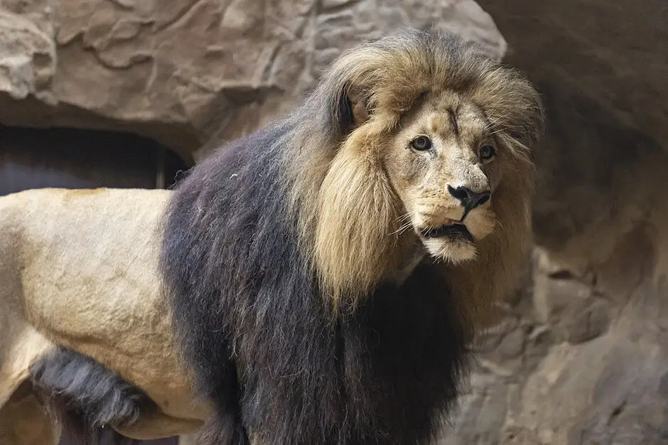 Światowy Dzień Lwa w Gdańskim Ogrodzie Zoologicznym