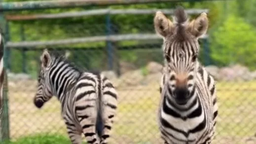 Dwie zebry pręgonogie urodziły się w oliwskim zoo