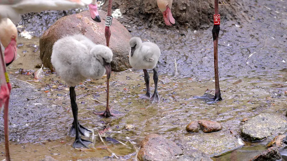 Transmisja z gdańskiego zoo: Młode flamingi na ekranach