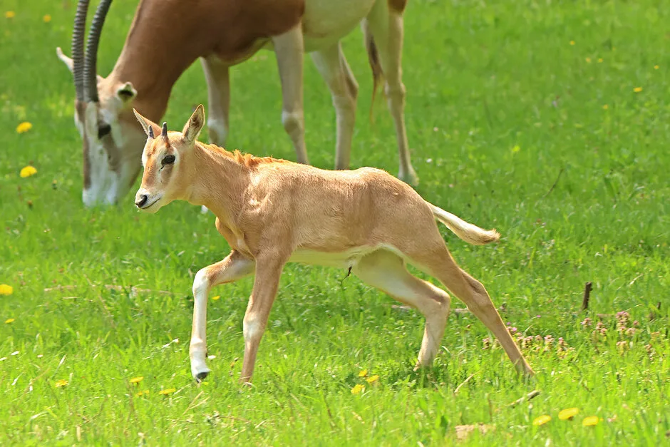 Nowe narodziny oryksa szablorogiego w gdańskim zoo