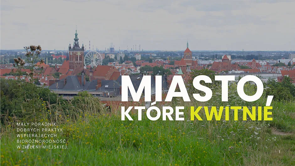 Poradnik koszenia traw od Gdańskiego Zarządu Zieleni