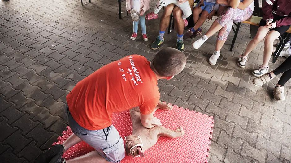 Warsztaty z pierwszej pomocy dla psów i kotów