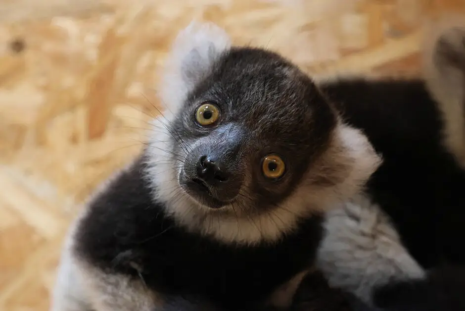W Gdańskim Zoo znów urodziły się lemury tanjona i sakina
