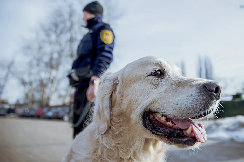 Zmarł Marley, pies Straży Miejskiej w Gdańsku