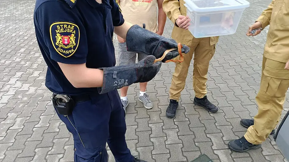 Interwencja strażaków w związku z wężem w mieszkaniu