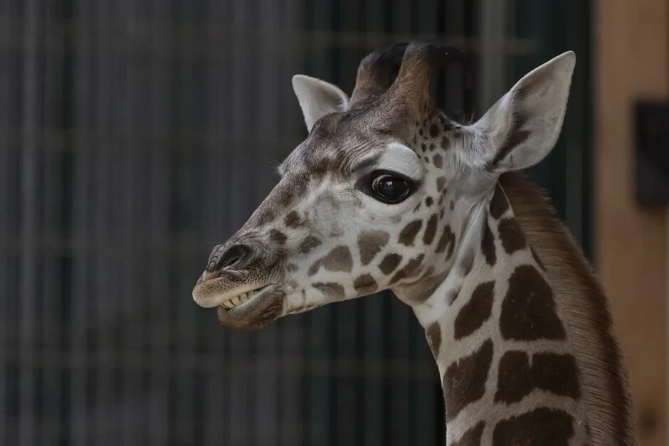 Żyrafa z gdańskiego zoo otrzymała imię Cardi