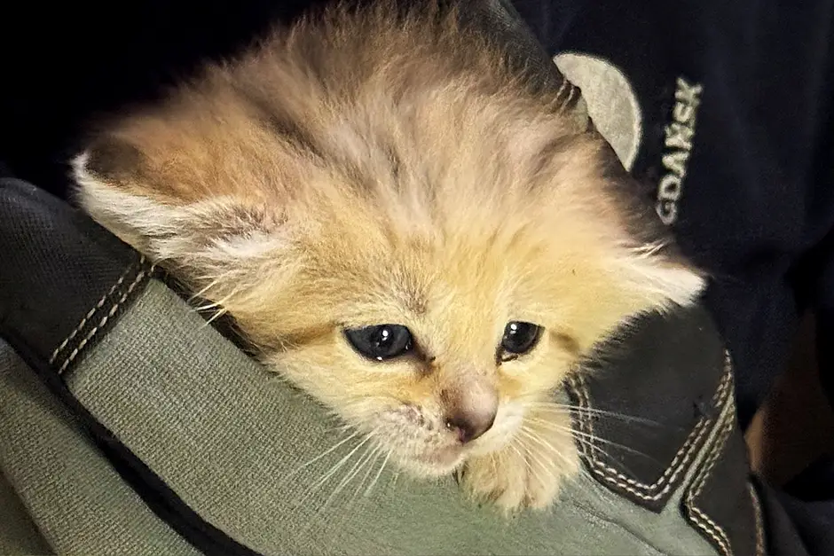 W Gdańskim Zoo urodziły się dwa koty pustynne