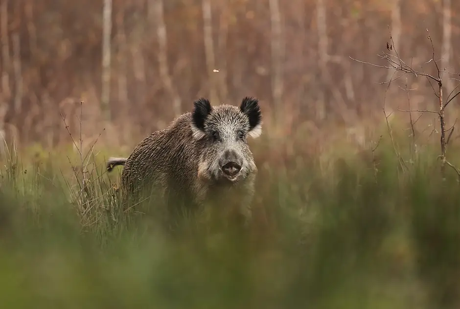 Granice między miastem a lasem powinny być zachowane