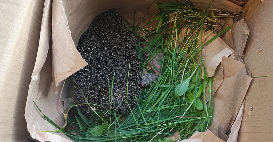 Jeż uwięziony w piwnicy - akcja ratunkowa zakończona sukcesem