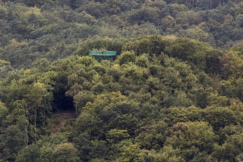 Trójmiejskie Lasy Społeczne. Rozpoczęła się geoankieta dotycząca obszarów leśnych