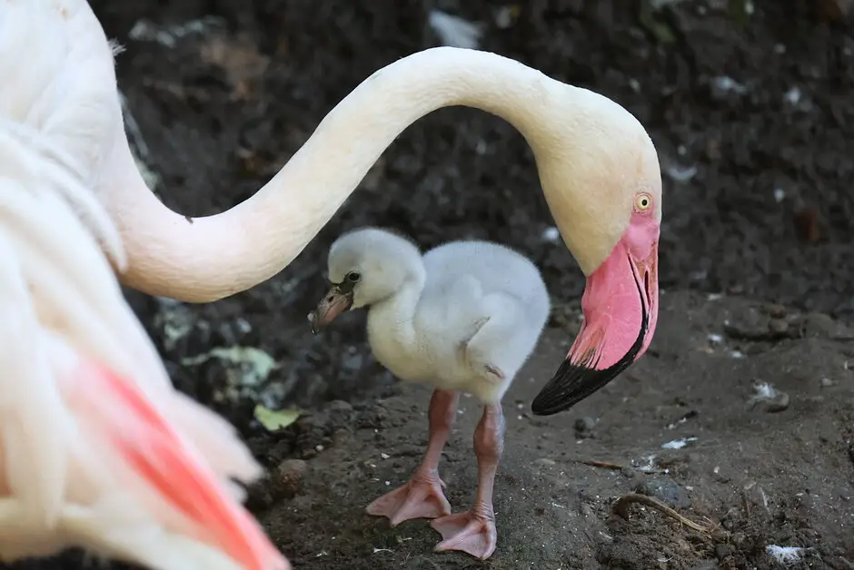 Nowe pisklęta flamingów i podgorzałek w gdańskim zoo