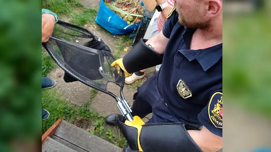 Interwencja strażników w sprawie borsuka w piwnicy