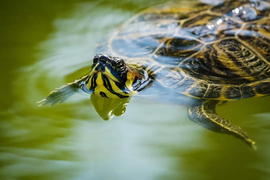 Światowy Dzień Żółwia w gdańskim zoo