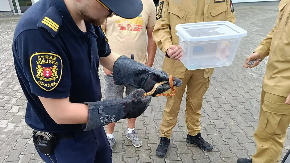 Wąż w mieszkaniu w Gdańsku - interwencja strażaków i EkoPatrolu